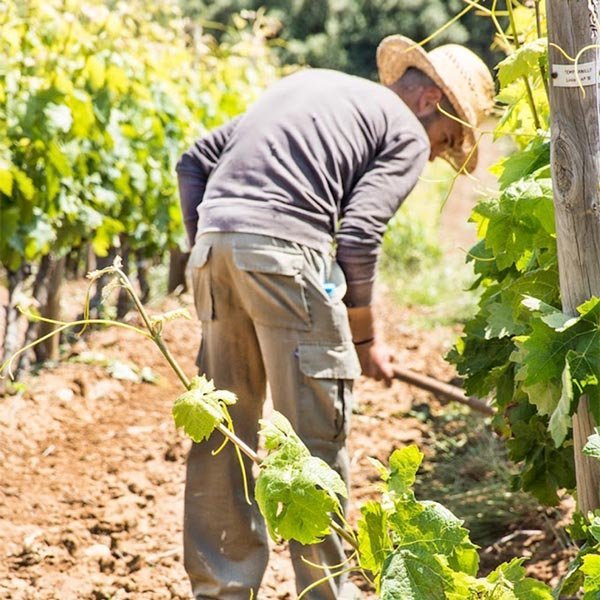 Ronda Wine Tasting: Small-Group Tour at a Family Winery