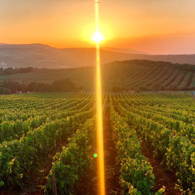 Ronda Wine Tasting: Small-Group Tour at a Family Winery